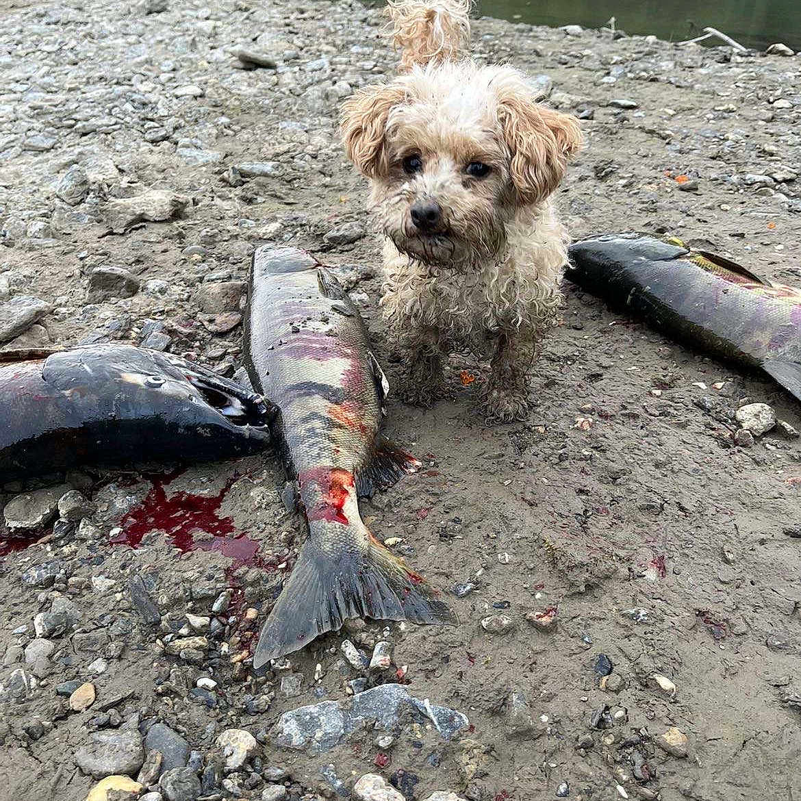 Little Pittle joined the competition — help win amazing prizes! adventure, animal, catch, curly_fur, dog, fish, fresh_catch, gravel, mud, muddy, nature, outdoor, pet, river, riverbank, rocks, small_dog, water, wet, wildlife