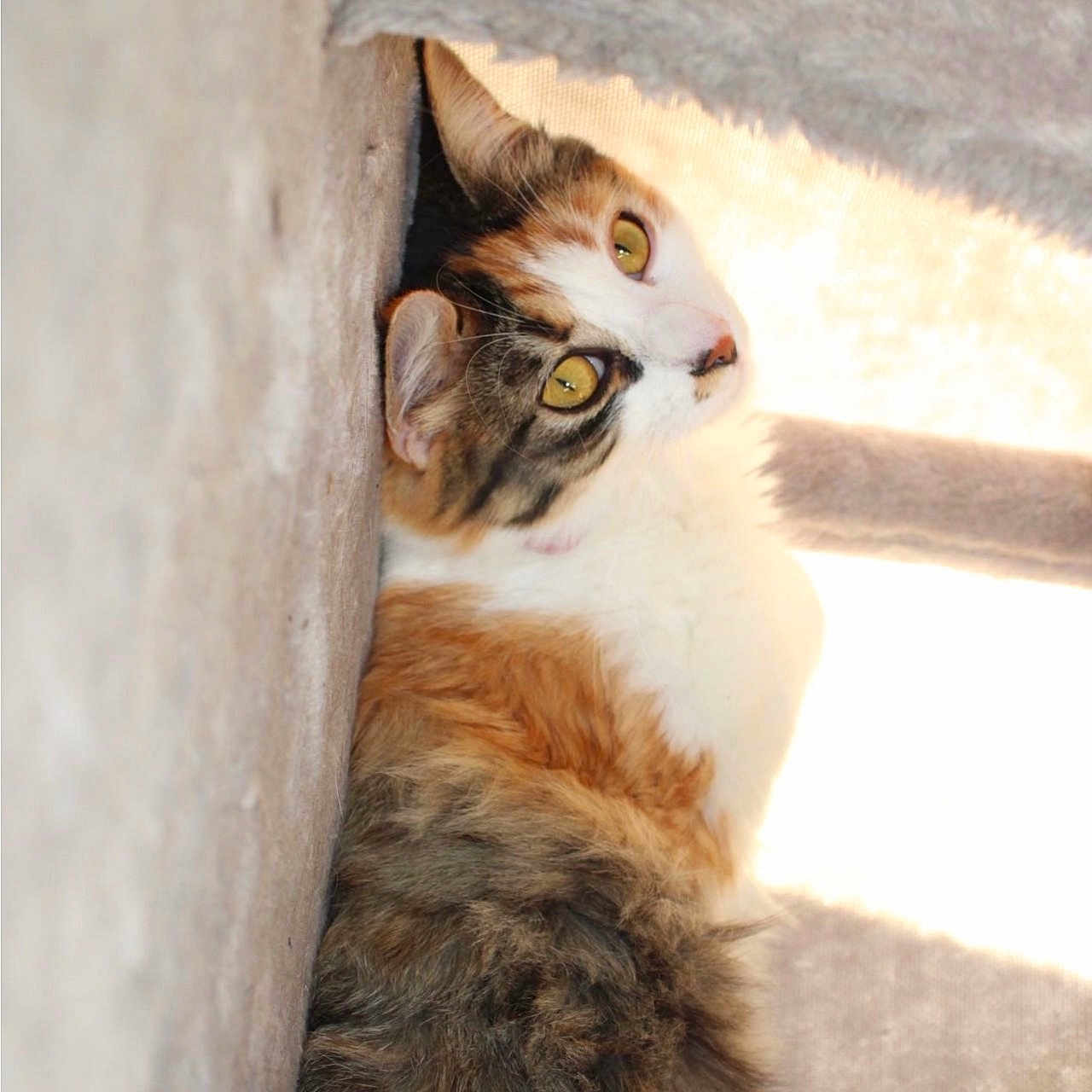 Kaori participe au concours pour gagner de l'argent avec cette photo : abyssinian, angora, animal, bed, cat, den, egyptiancat, furniture, indoors, kitten, manx, person, pet, siamese, slate, sleeping