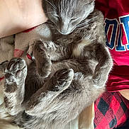 Leo is registered to the contest to win money with this photo: cat, sleeping, gray_fur, paws, blanket, human_arm, red_shirt, plaid_pants, cozy, resting, indoor, closeup, pet, fur, relaxed, nap, comfort, soft, cute, animal