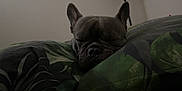 Stitch participe au concours pour gagner de l'argent avec cette photo : dog, french_bulldog, sleeping, pillow, indoor, resting, pet, animal, cozy, closeup, face, ears, snout, wrinkles, blanket, quiet, calm, relaxation, domestic, cute