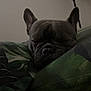 dog, french_bulldog, sleeping, pillow, indoor, resting, pet, animal, cozy, closeup, face, ears, snout, wrinkles, blanket, quiet, calm, relaxation, domestic, cute