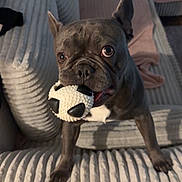 Stitch participe au concours pour gagner de l'argent avec cette photo : dog, french_bulldog, toy, ball, sofa, living_room, pet, playful, brown, white, cozy, fur, ears, eyes, mouth, floor, cushion, texture, indoor, animal