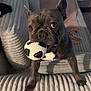 dog, french_bulldog, toy, ball, sofa, living_room, pet, playful, brown, white, cozy, fur, ears, eyes, mouth, floor, cushion, texture, indoor, animal