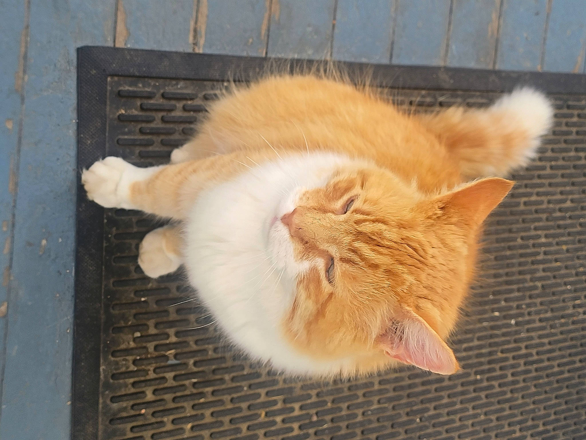 Butter is registered to the contest to win money with this photo: carnivore, cat, claw, domestic_short_haired_cat, eye, fawn, felidae, flooring, fur, hardwood, paw, small_to_medium_sized_cats, snout, tail, whiskers, window, wood