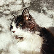 Figaro a rejoint le concours — aidez-le/la à gagner de superbes lots ! cat, fluffy, black_and_white, portrait, sunlight, shadow, wall, whiskers, ears, fur, animal, pet, close_up, outdoor_light, nature_shadow, mammal, feline, domestic_cat, calm, profile