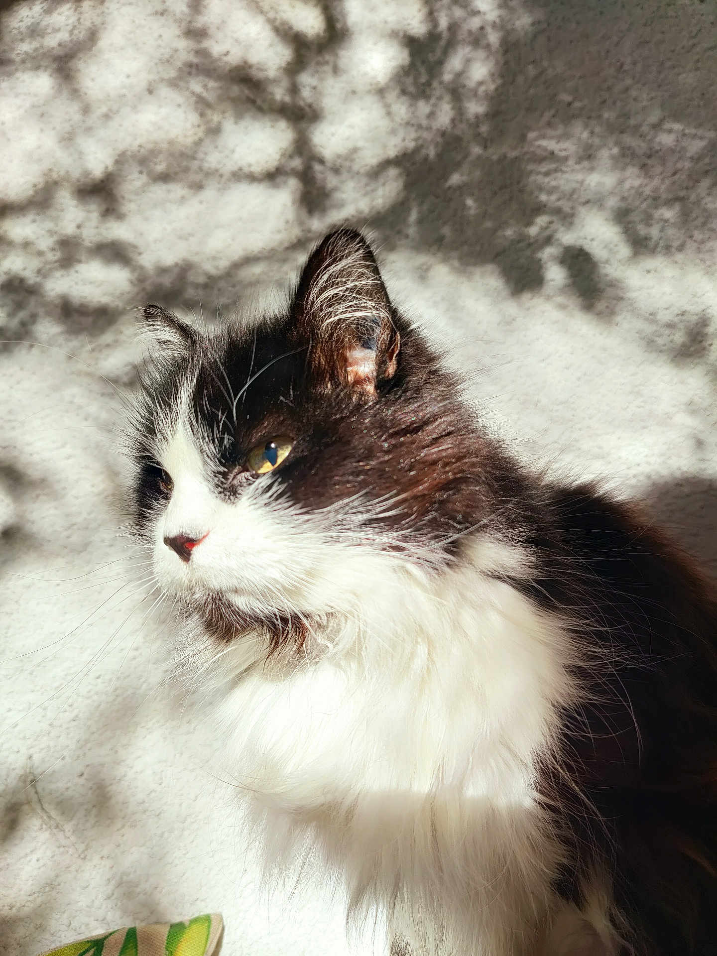 Figaro