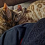 Liberty And Justice joined the competition — help win amazing prizes! affection, animal, bengal_cat, cat, closeup, companion, couch, cozy, cute, domestic, feline, fur, indoor, pets, relaxing, resting, snuggling, spotted, striped, warm_light