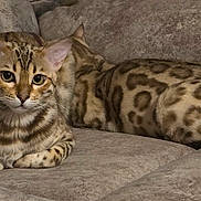 Liberty And Justice joined the competition — help win amazing prizes! animal, bengal_cat, cat, couch, cozy, cute, domestic_animal, ears, feline, fur, furniture, indoor, lying_down, pet, relaxed, resting, spotted, striped, two_animals, whiskers