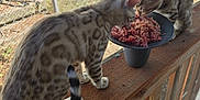 Liberty And Justice is registered to the contest to win money with this photo: animal, bowl, cat, cats, close_up, curious, daylight, domestic_animal, feeding, feline, food, meal, nature, outdoor, patterned_fur, pets, screen, tabby, two_animals, wood