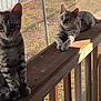 Liberty And Justice joined the competition — help win amazing prizes! animal, cat, curious, cute, domestic, feline, kitten, lounging, mesh_screen, outdoor, pet, playful, railing, resting, shadow, sitting, spotted, sunlight, wood, young