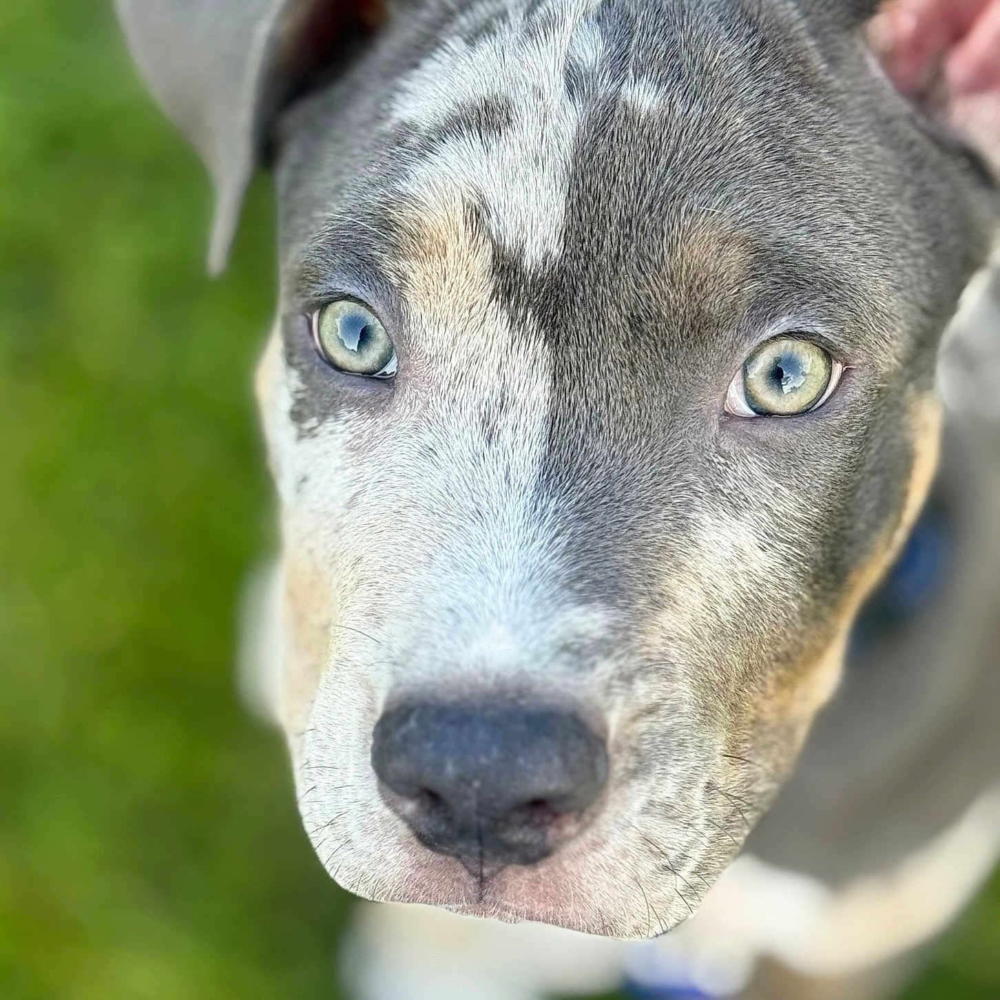 Tuface joined the competition — help win amazing prizes! alert, animal, canine, close_up, cute, dog, domestic_animal, ears, eyes, face, focus, fur, green_background, looking_up, muzzle, outdoor, pet, portrait, snout, young_dog
