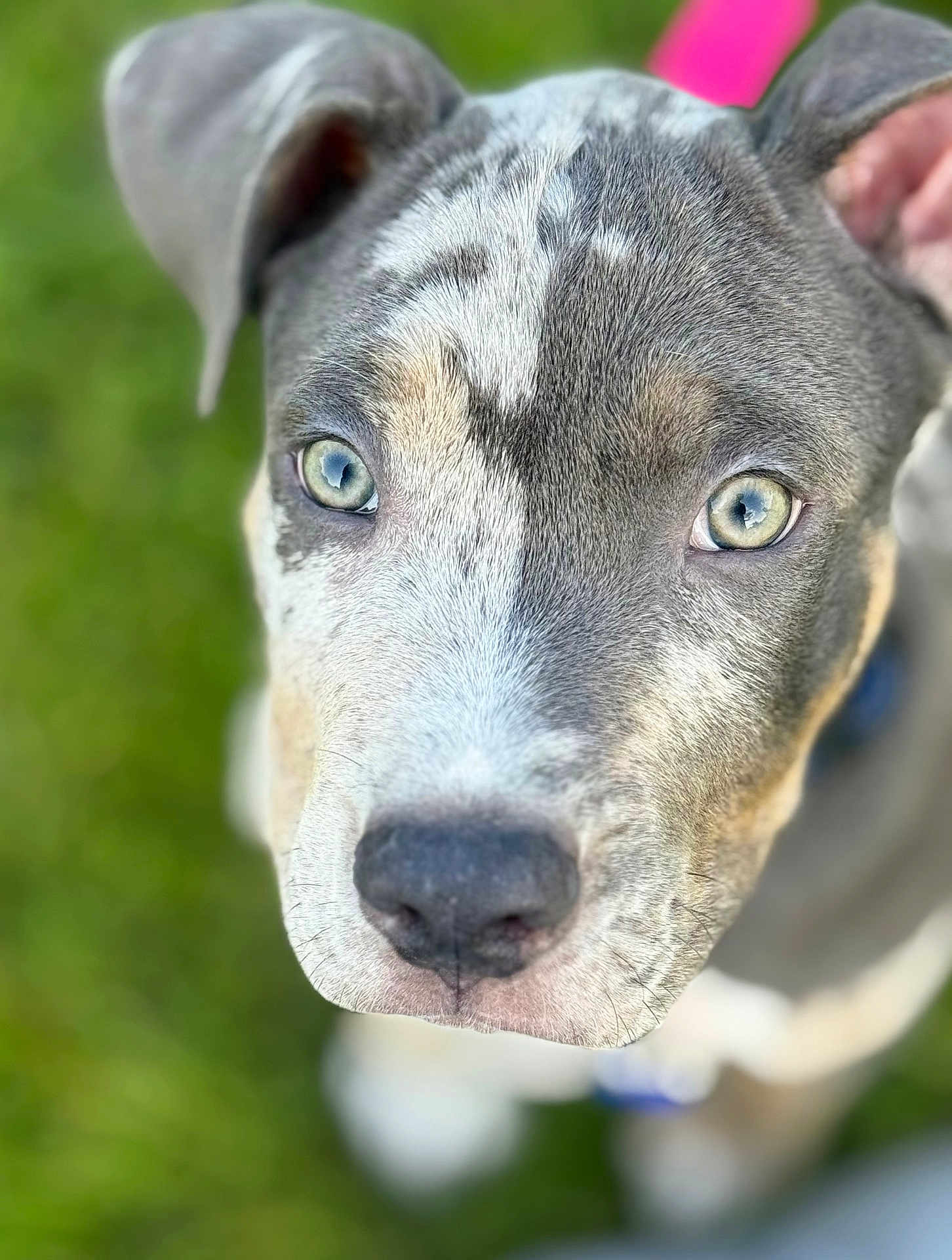 Tuface joined the competition — help win amazing prizes! dog, close_up, face, eyes, fur, pet, animal, outdoor, green_background, focus, portrait, muzzle, ears, canine, looking_up, snout, young_dog, domestic_animal, cute, alert