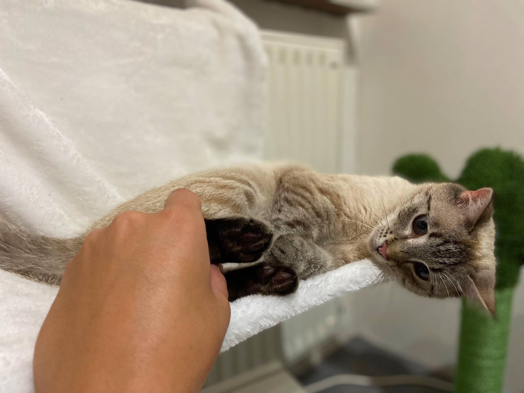 Spike participe au concours pour gagner de l'argent avec cette photo : carnivore, cat, cat_supply, claw, comfort, domestic_short_haired_cat, fawn, felidae, fur, paw, plant, small_to_medium_sized_cats, snout, tail, terrestrial_animal, whiskers, window