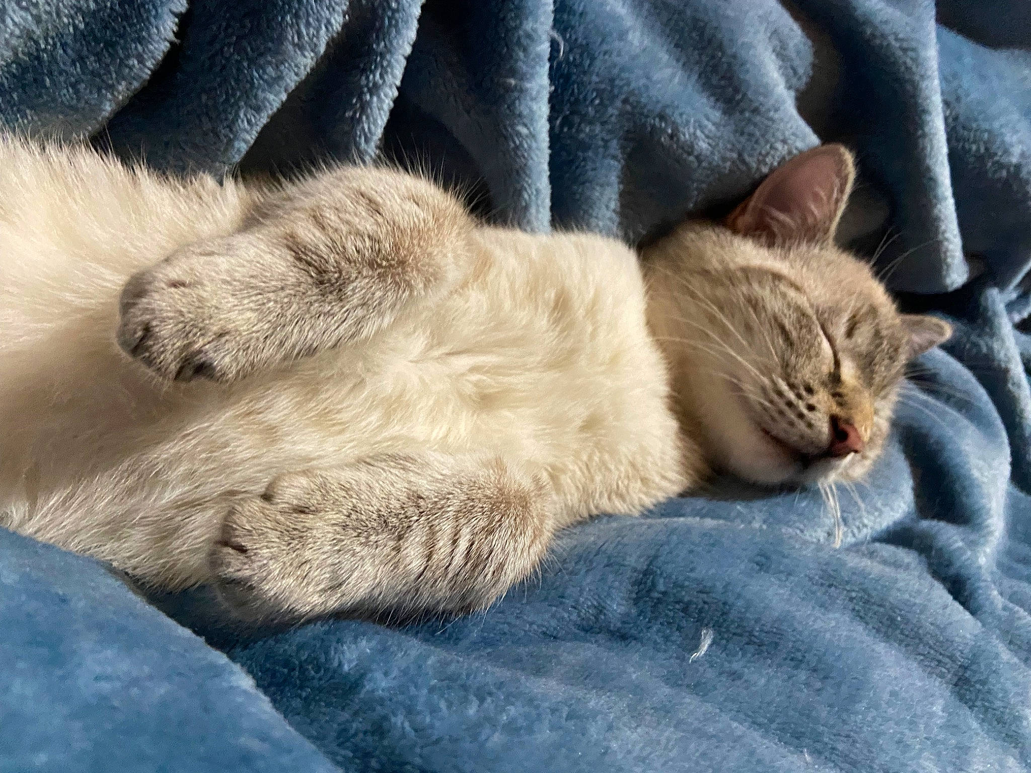 Spike a rejoint le concours — aidez-le/la à gagner de superbes lots ! carnivore, cat, claw, comfort, domestic_short_haired_cat, fawn, felidae, fur, grey, nap, paw, sitting, sleep, small_to_medium_sized_cats, snout, tail, terrestrial_animal, vertebrate, whiskers