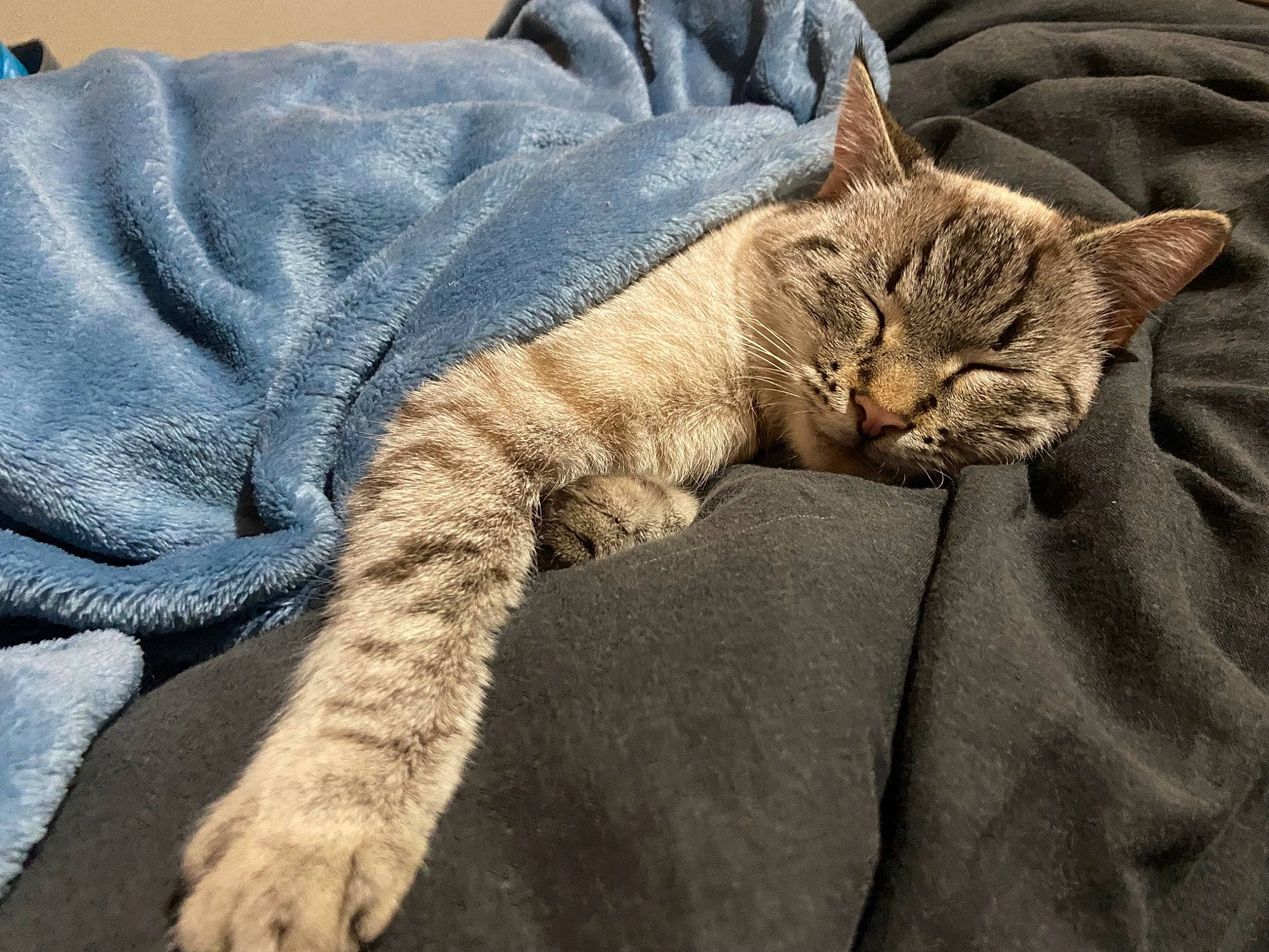 Spike participe au concours pour gagner de l'argent avec cette photo : bed, carnivore, cat, claw, comfort, domestic_short_haired_cat, felidae, fur, grey, linens, nap, paw, sleep, small_to_medium_sized_cats, snout, tail, terrestrial_animal, whiskers, wrinkle