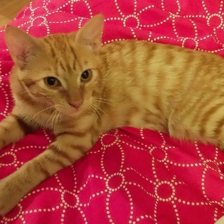 Pistache a rejoint le concours — aidez-le/la à gagner de superbes lots ! abyssinian, animal, bed, bedroom, blanket, cat, couch, cushion, egyptiancat, furniture, hardwood, homedecor, indoors, kitten, manx, person, pet, quilt, room, wood