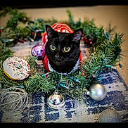 Maze is registered to the contest to win money with this photo: black_cat, cat, pet, christmas_wreath, holiday_decorations, ornaments, red_sweater, festive, indoors, carpet, toy, donut_shaped_toy, greenery, curious, animal, cute, christmas, decor, close_up, holiday