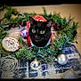 black_cat, cat, pet, christmas_wreath, holiday_decorations, ornaments, red_sweater, festive, indoors, carpet, toy, donut_shaped_toy, greenery, curious, animal, cute, christmas, decor, close_up, holiday