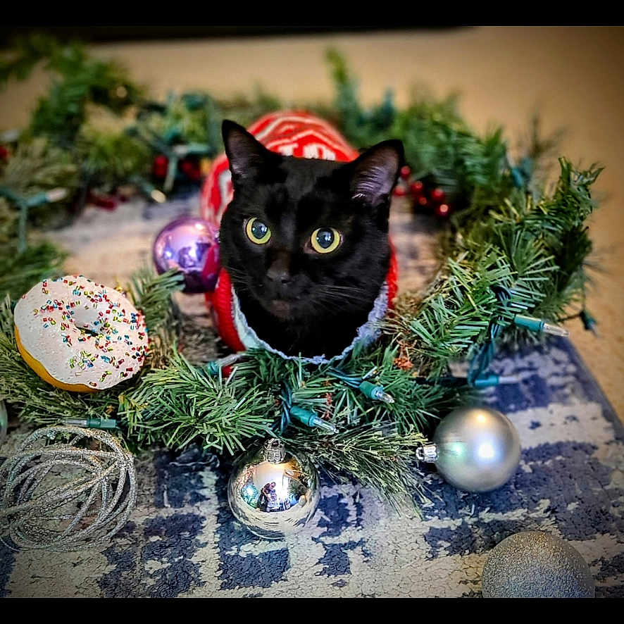 Maze is registered to the contest to win money with this photo: animal, black_cat, carpet, cat, christmas, christmas_wreath, close_up, curious, cute, decor, donut_shaped_toy, festive, greenery, holiday, holiday_decorations, indoors, ornaments, pet, red_sweater, toy