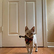 Jasper is registered to the contest to win money with this photo: cat, indoor, wooden_floor, door, bandana, white_cat, pet, animal, feline, curious, walking, cabinet, home, flooring, domestic, young_cat, cute, colorful, accessory, background