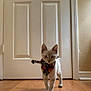 cat, indoor, wooden_floor, door, bandana, white_cat, pet, animal, feline, curious, walking, cabinet, home, flooring, domestic, young_cat, cute, colorful, accessory, background