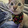 Jasper joined the competition — help win amazing prizes! cat, close_up, animal, pet, bandana, colorful, paw_print, bed, blanket, indoor, lamp, curious, feline, whiskers, ears, cute, soft, cozy, domestic, portrait