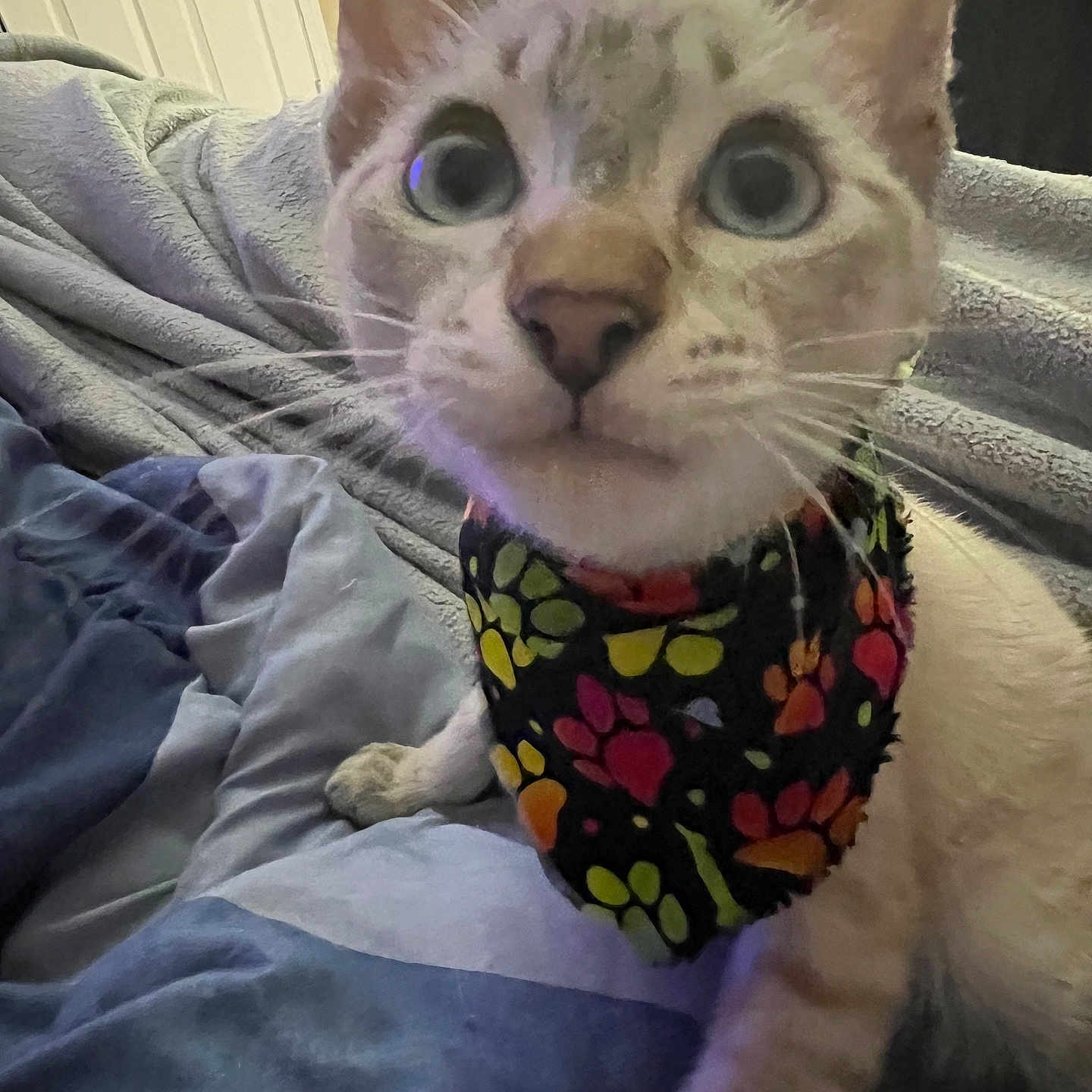 Jasper joined the competition — help win amazing prizes! animal, bandana, bed, blanket, cat, close_up, colorful, cozy, curious, cute, domestic, ears, feline, indoor, lamp, paw_print, pet, portrait, soft, whiskers