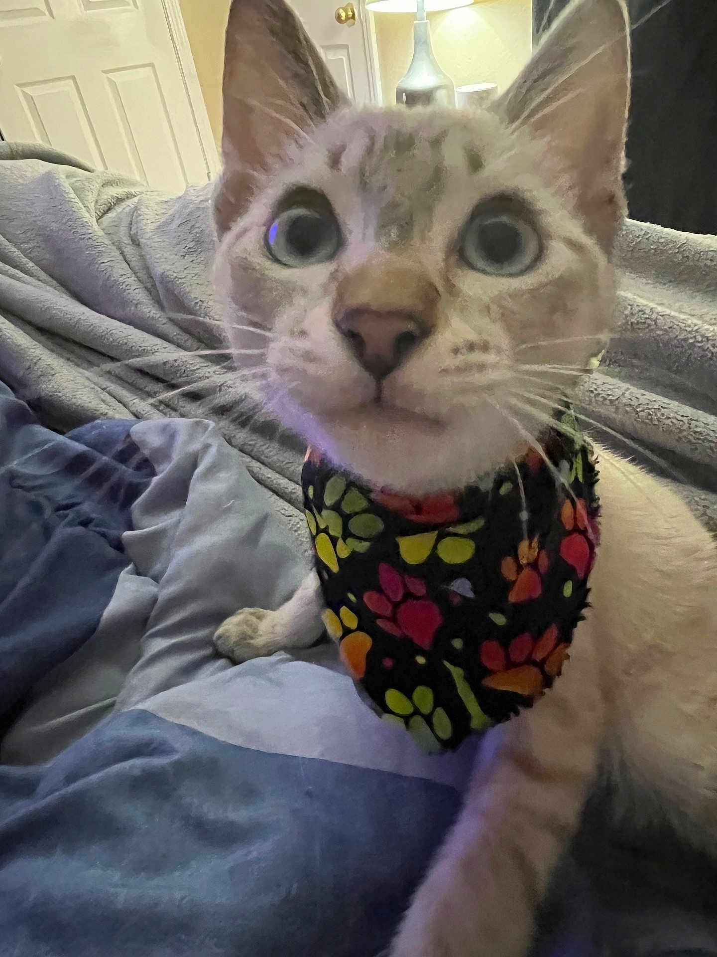 Jasper joined the competition — help win amazing prizes! cat, close_up, animal, pet, bandana, colorful, paw_print, bed, blanket, indoor, lamp, curious, feline, whiskers, ears, cute, soft, cozy, domestic, portrait