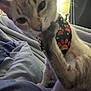 Jasper joined the competition — help win amazing prizes! cat, paw, licking, harness, colorful, blanket, bed, indoor, feline, pet, close_up, cozy, resting, soft, warm_lighting, sleepy, cute, animal, grooming, domestic_cat