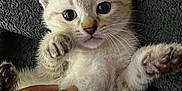 Jasper joined the competition — help win amazing prizes! kitten, cat, paw, hand, furry, cute, pet, animal, close_up, playful, blanket, fur, whiskers, indoor, soft, tiny, curious, light, texture, domestic