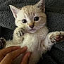 kitten, cat, paw, hand, furry, cute, pet, animal, close_up, playful, blanket, fur, whiskers, indoor, soft, tiny, curious, light, texture, domestic