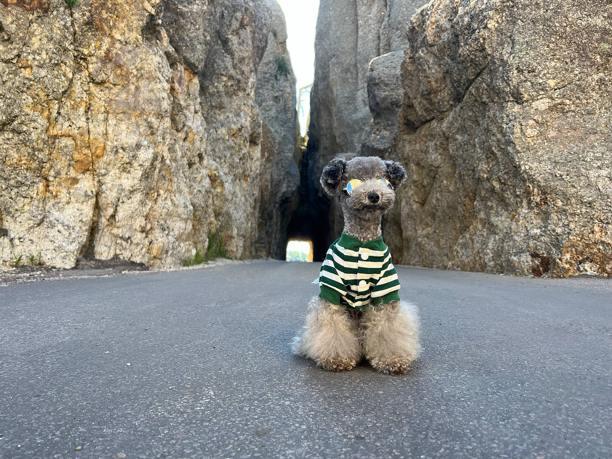 Frog is registered to the contest to win money with this photo: asphalt, bedrock, carnivore, companion_dog, dog, dog_breed, electric_blue, fawn, fur, grass, landscape, leash, mountain, road, road_surface, rock, snout, stuffed_toy, toy, wall