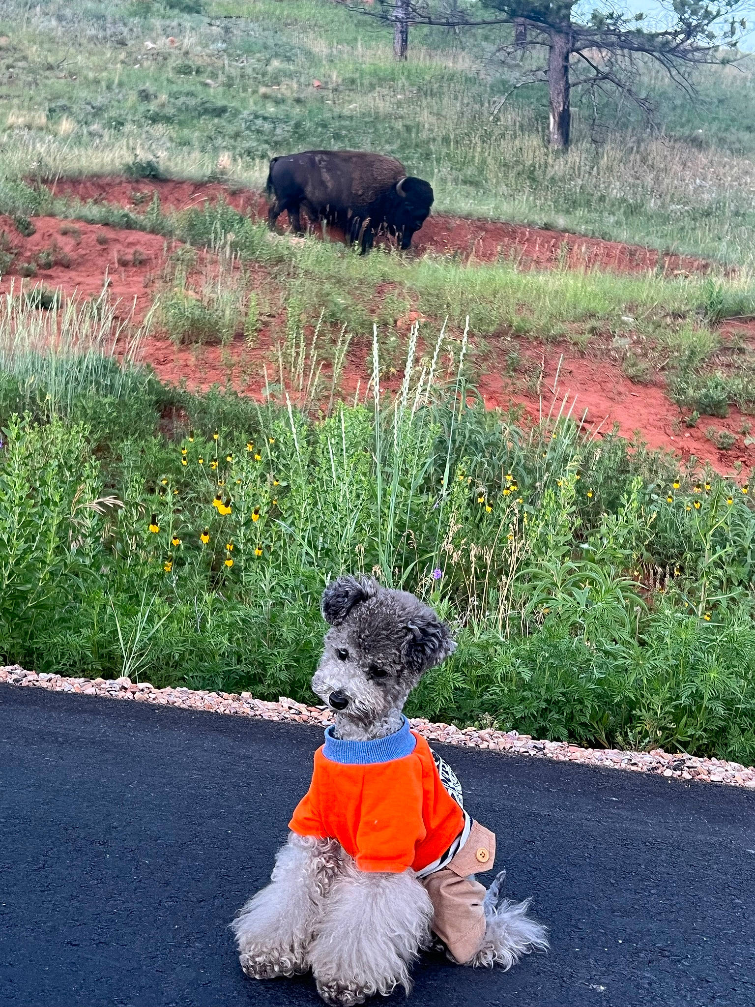 Frog is registered to the contest to win money with this photo: asphalt, carnivore, companion_dog, dog_breed, flower, fur, garden, grass, grass_family, groundcover, landscape, lawn, plant, road, road_surface, shrub, sporting_group, tail, tree, wilderness