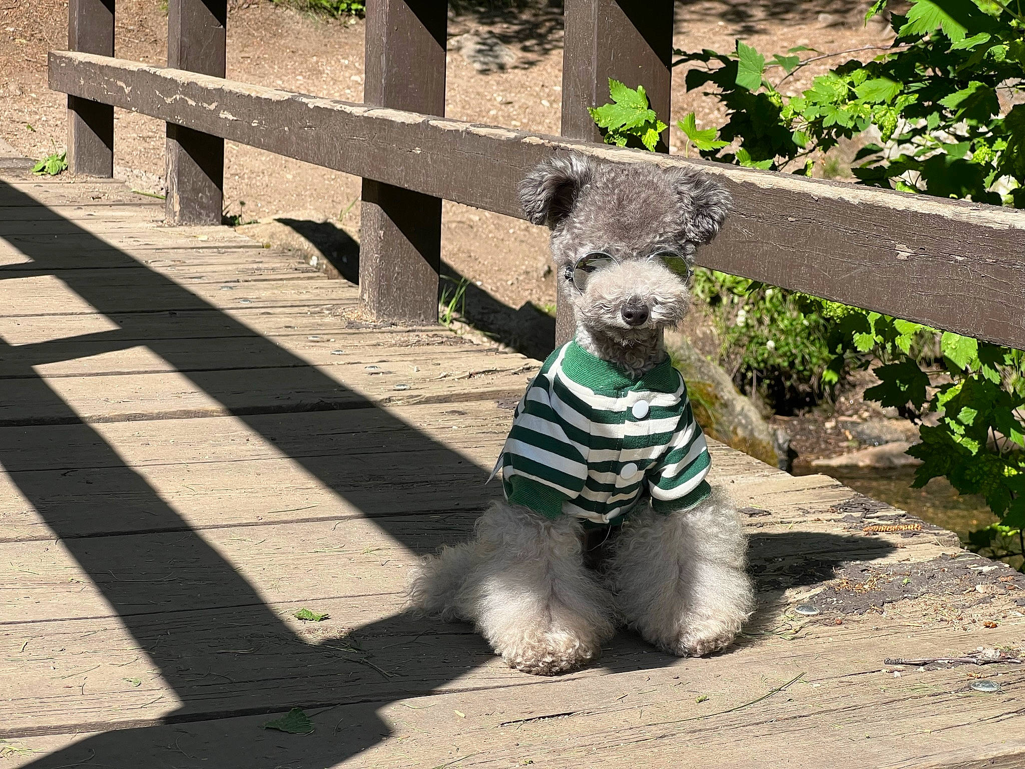 Frog is registered to the contest to win money with this photo: carnivore, companion_dog, dog, dog_breed, dog_clothes, dog_supply, fawn, fence, fur, grass, plant, road_surface, shadow, snout, tail, terrier, toy, toy_dog, wood, working_animal