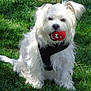 dog, white_dog, grass, outdoor, pet, ball, toy, playful, animal, canine, fur, harness, sitting, cute, friendly, daylight, nature, leisure, young_dog, happy