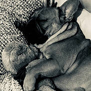 Nino a rejoint le concours — aidez-le/la à gagner de superbes lots ! black, black_and_white, carnivoran, dog, dog_breed, dog_like_mammal, ear, fawn, french_bulldog, mammal, monochrome, monochrome_photography, nap, non_sporting_group, organ, pug, puppy, sleep, snout, vertebrate