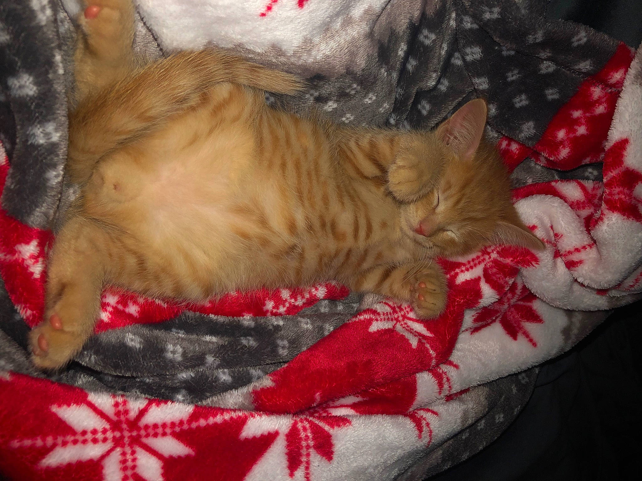 Clark is registered to the contest to win money with this photo: carmine, carnivore, cat, cat_supply, claw, comfort, dog_breed, domestic_short_haired_cat, fawn, felidae, fur, lap, linens, pattern, paw, small_to_medium_sized_cats, snout, sporting_group, tail, whiskers