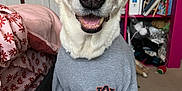 Isis is registered to the contest to win money with this photo: bed, bedding, bedroom, carpet, clothing, dog, ears, face, floral_pattern, furniture, happy, indoors, nose, pet, pink, sitting, smiling, sweatshirt, tail, white_dog