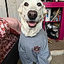 Isis is registered to the contest to win money with this photo: dog, white_dog, pet, indoors, sweatshirt, clothing, bedroom, bed, bedding, pink, floral_pattern, smiling, happy, carpet, furniture, sitting, face, nose, ears, tail