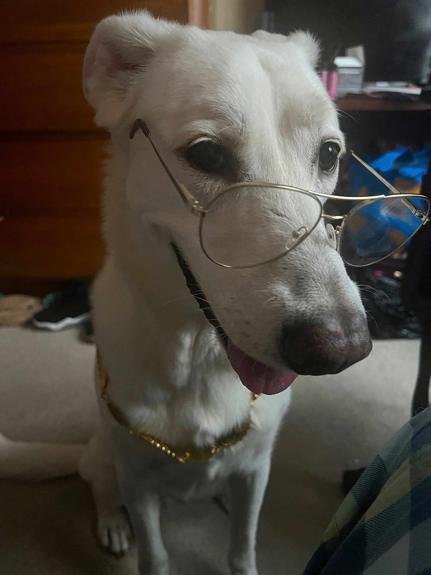 Isis is registered to the contest to win money with this photo: dog, white_dog, glasses, indoors, gold_chain, pet, sitting, tongue_out, cute, animal, household, carpet, furniture, accessory, portrait, canine, companion, domestic_animal, friendly, funny