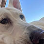 dog, close_up, white_dog, pet, animal, ear, nose, fur, outdoor, sky, curious, portrait, canine, daylight, muzzle, snout, watchful, looking_up, domestic_animal, nature