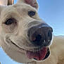 Isis is registered to the contest to win money with this photo: dog, white_dog, close_up, tongue_out, happy, pet, animal, ears, snout, outdoor, sky, canine, playful, fur, nose, smile, daylight, nature, friendly, companion