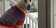 Isis is registered to the contest to win money with this photo: dog, white_dog, sweater, striped_sweater, red_hearts, porch, snow, winter, outdoor, wooden_rail, wooden_floor, trees, smiling_dog, pet, animal, cold_weather, happy, tongue_out, canine, friendly