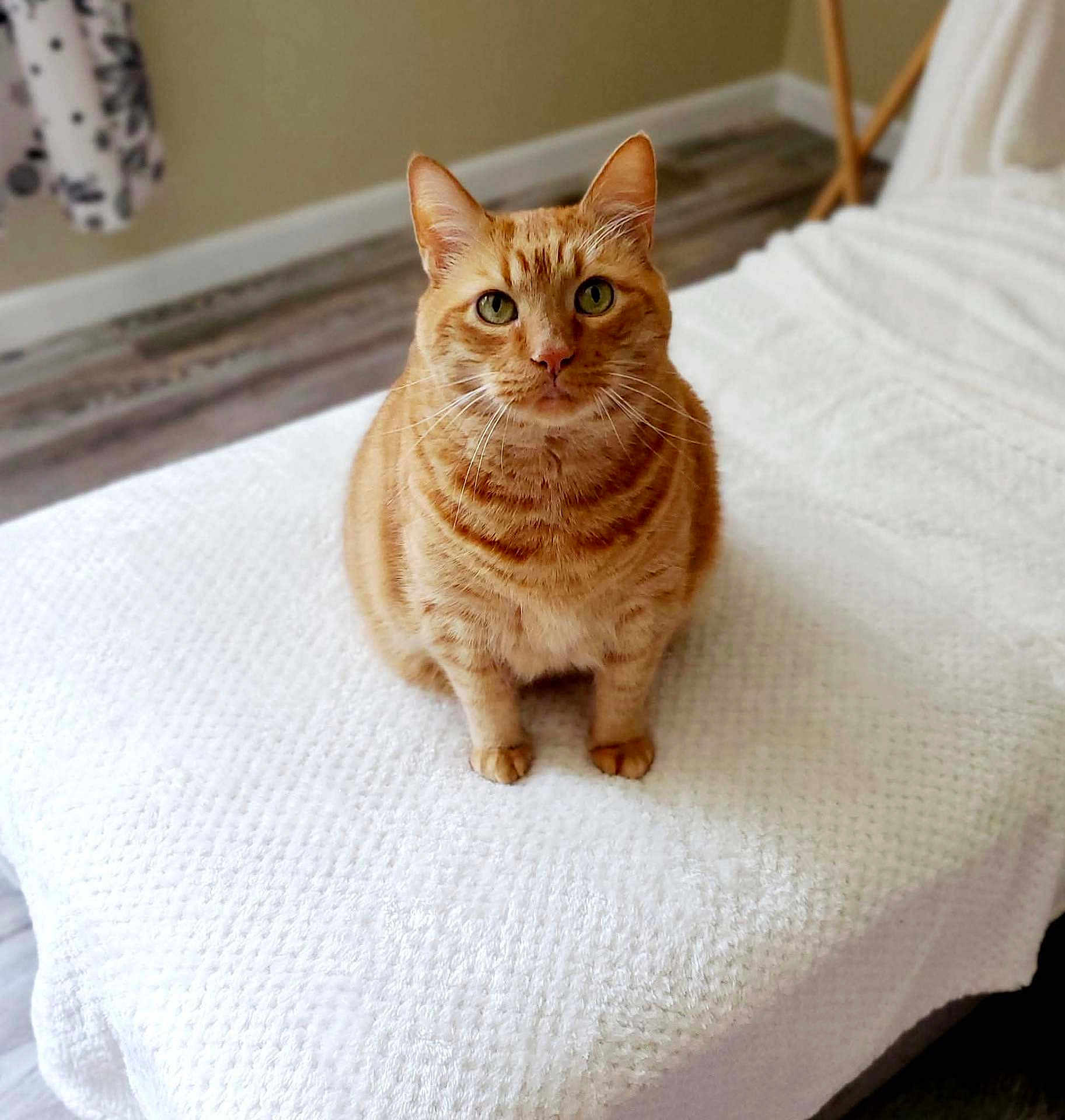 Harvey joined the competition — help win amazing prizes! cat, orange_tabby, pet, indoor, bed, blanket, white, feline, animal, curious, sitting, portrait, cute, cozy, domestic, whiskers, ears, floor, home, relaxed