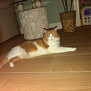 Shiloh is registered to the contest to win money with this photo: animal, cat, couch, cozy, flash_reflection, floor, fluffy, furniture, green_eyes, home_interior, indoor, living_room, lying_down, orange_and_white, pet, plant, potted_plant, relaxed, toy, wooden_floor