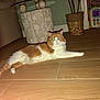 animal, cat, couch, cozy, flash_reflection, floor, fluffy, furniture, green_eyes, home_interior, indoor, living_room, lying_down, orange_and_white, pet, plant, potted_plant, relaxed, toy, wooden_floor