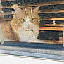 Shiloh is registered to the contest to win money with this photo: animal_portrait, blurred_background, cat, close_up, curious, domestic_animal, ears, feline, fur, household, indoor, light, looking_out, mesh, orange_cat, pet, shadow, whiskers, window_frame, window_screen