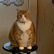 Sam joined the competition — help win amazing prizes! cat, ginger_cat, white_paws, stool, indoor, door, curtain, lace_curtain, wooden_wall, pet, animal, feline, sitting, looking_at_camera, domestic_cat, cute, fluffy, orange, white, collar