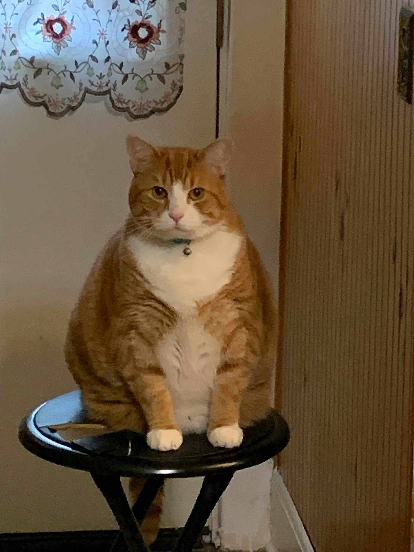Sam joined the competition — help win amazing prizes! cat, ginger_cat, white_paws, stool, indoor, door, curtain, lace_curtain, wooden_wall, pet, animal, feline, sitting, looking_at_camera, domestic_cat, cute, fluffy, orange, white, collar