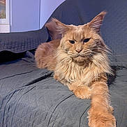 Tomen a rejoint le concours — aidez-le/la à gagner de superbes lots ! cat, couch, cozy, ears, eyes, feline, furry, ginger_cat, home, indoor, long_hair, maine_coon, nose, orange_fur, paw, pet, quilted_cover, relaxed, stretching, whiskers